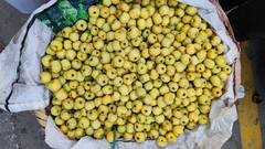 Crataegus pinnatifida