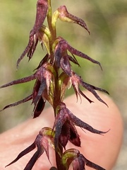 Genoplesium filiforme