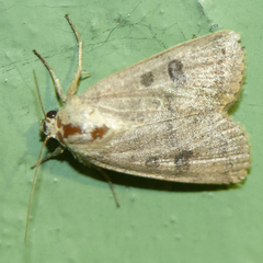 Hoplodrina octogenaria