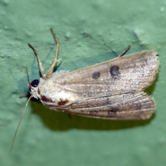 Hoplodrina octogenaria