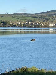 Phoca vitulina vitulina