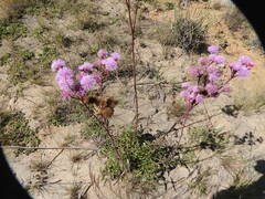 Campuloclinium macrocephalum