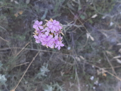 Dianthus pseudarmeria