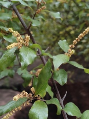 Sageretia thea