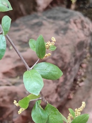Sageretia thea