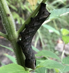 Lintneria eremitus