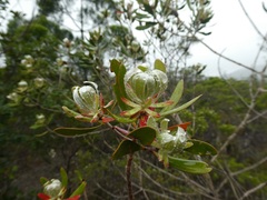 Melaleuca dawsonii