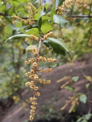 Sageretia thea