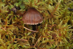 Cortinarius glandicolor