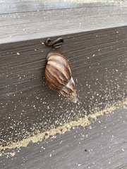 Lissachatina fulica