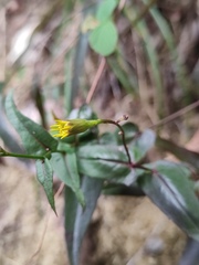 Senecio stauntonii