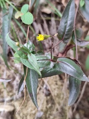 Senecio stauntonii