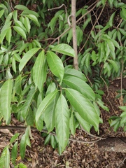 Artocarpus hypargyreus
