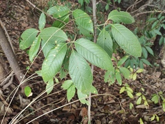Tarenna mollissima