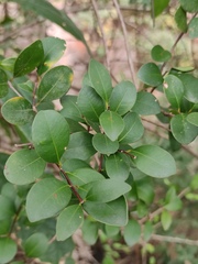 Syzygium austrosinense