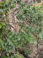 Syzygium austrosinense
