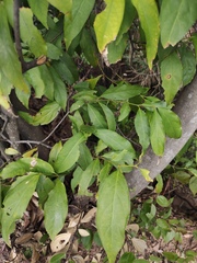 Aidia cochinchinensis