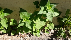 Lamium album