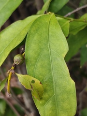 Aidia cochinchinensis