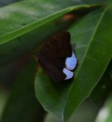 Tanaecia
