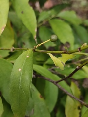 Aidia cochinchinensis