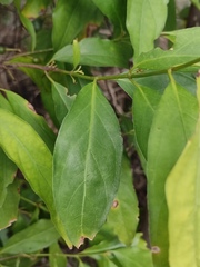 Aidia cochinchinensis