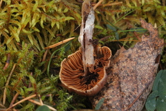 Cortinarius glandicolor