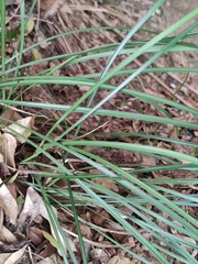 Ophiopogon