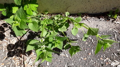 Lamium album