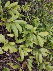 Strophanthus divaricatus