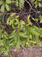 Strophanthus divaricatus