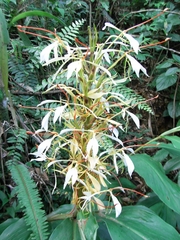 Hedychium