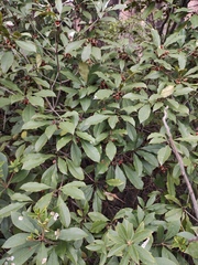 Pittosporum illicioides
