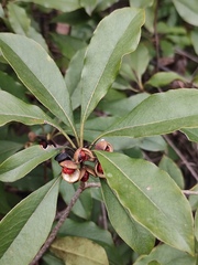 Pittosporum illicioides