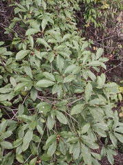 Pittosporum illicioides
