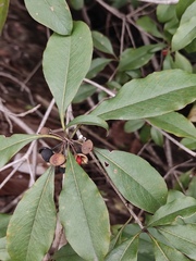 Pittosporum illicioides