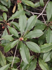 Pittosporum illicioides