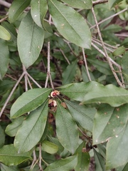 Pittosporum illicioides