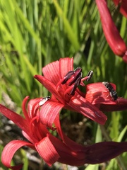 Brunsvigia orientalis