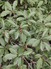 Pittosporum illicioides