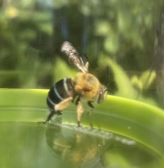 Amegilla cingulata
