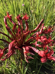 Brunsvigia orientalis