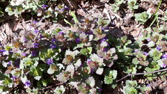 Glechoma hederacea