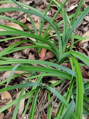 Hemerocallis fulva