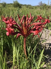 Brunsvigia orientalis