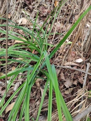 Hemerocallis fulva