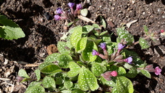 Pulmonaria saccharata