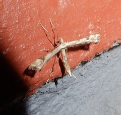 Platyptilia