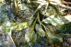 Potamogeton lucens