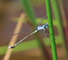 Lestes tridens